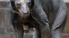 10 Állat, amelyeket nehéz megtanulni gyapjú nélkül